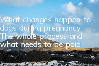 What changes happen to dogs during pregnancy? The whole process and what needs to be paid attention to?