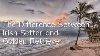 The Difference Between Irish Setter and Golden Retriever