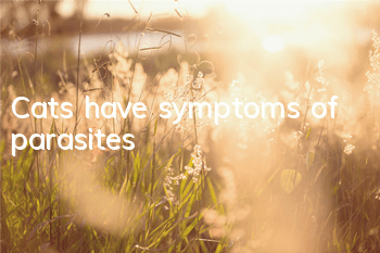 Cats have symptoms of parasites