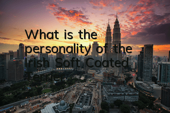 What is the personality of the Irish Soft Coated Terrier?