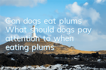 Can dogs eat plums? What should dogs pay attention to when eating plums?