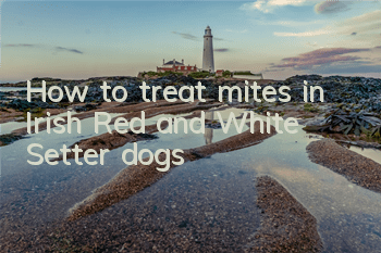 How to treat mites in Irish Red and White Setter dogs