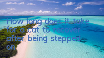 How long does it take for a cat to recover after being stepped on?