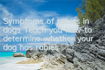 Symptoms of rabies in dogs Teach you how to determine whether your dog has rabies