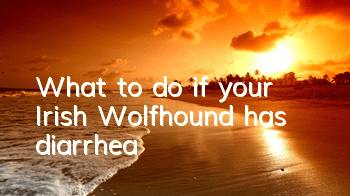 What to do if your Irish Wolfhound has diarrhea