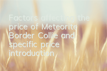 Factors affecting the price of Meteorite Border Collie and specific price introduction