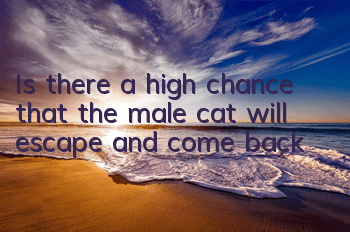 Is there a high chance that the male cat will escape and come back?