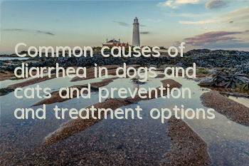 Common causes of diarrhea in dogs and cats and prevention and treatment options
