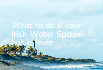 What to do if your Irish Water Spaniel has a fever