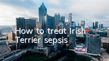 How to treat Irish Terrier sepsis