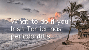 What to do if your Irish Terrier has periodontitis