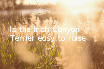 Is the Irish Canyon Terrier easy to raise?