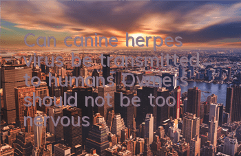 Can canine herpes virus be transmitted to humans? Owners should not be too nervous