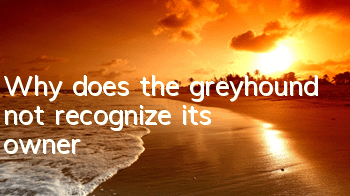 Why does the greyhound not recognize its owner?