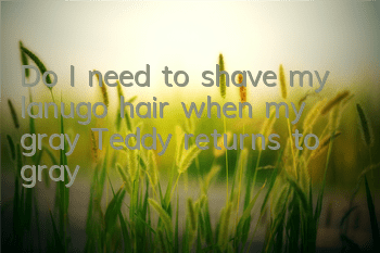 Do I need to shave my lanugo hair when my gray Teddy returns to gray?