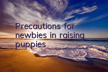 Precautions for newbies in raising puppies