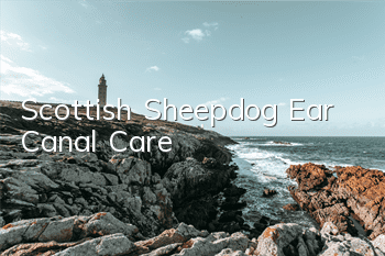 Scottish Sheepdog Ear Canal Care
