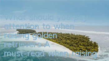 TWhat should you pay attention to when raising golden retrievers? A must-read when raising pets!