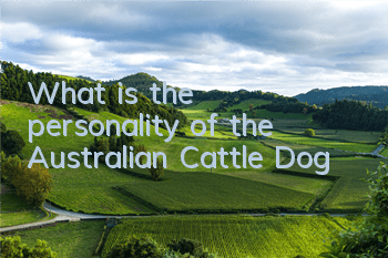 What is the personality of the Australian Cattle Dog?