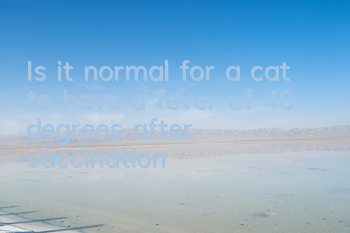 Is it normal for a cat to have a fever of 40 degrees after vaccination?