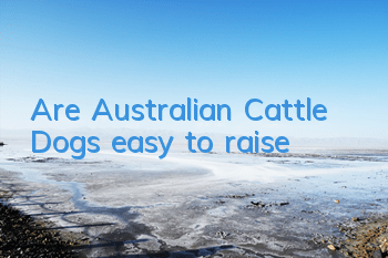 Are Australian Cattle Dogs easy to raise?