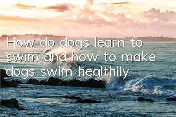 How do dogs learn to swim and how to make dogs swim healthily?