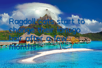 Ragdoll cats start to change their lanugo hair after a few months