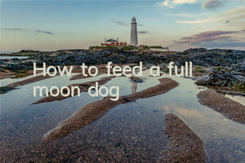 How to feed a full moon dog