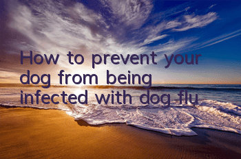 How to prevent your dog from being infected with dog flu