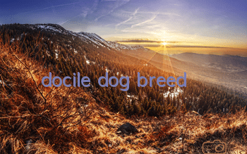 docile dog breed