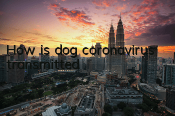 THow is dog coronavirus transmitted?