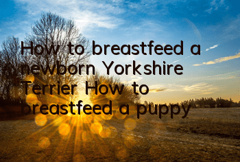 How to breastfeed a newborn Yorkshire Terrier? How to breastfeed a puppy?