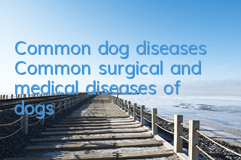 Common dog diseases Common surgical and medical diseases of dogs