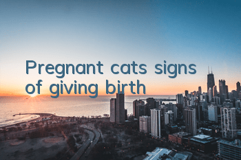 Pregnant cat’s signs of giving birth