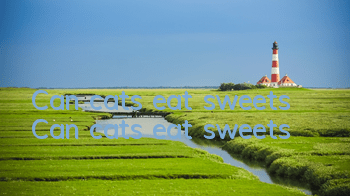 TCan cats eat sweets? Can cats eat sweets?