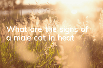 What are the signs of a male cat in heat?