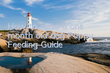 How to raise a one month old dog Puppy Feeding Guide