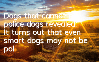 Dogs that cannot be police dogs revealed. It turns out that even smart dogs may not be police dogs.