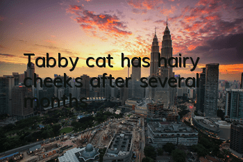 Tabby cat has hairy cheeks after several months