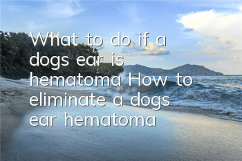 What to do if a dog’s ear is hematoma How to eliminate a dog’s ear hematoma