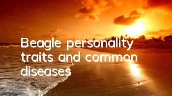 Beagle personality traits and common diseases