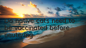 Do native cats need to be vaccinated before neutering?