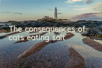 The consequences of cats eating salt