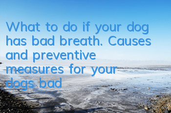 What to do if your dog has bad breath. Causes and preventive measures for your dog’s bad breath.