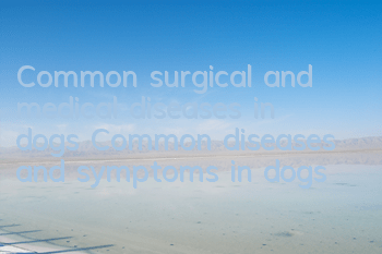 Common surgical and medical diseases in dogs Common diseases and symptoms in dogs