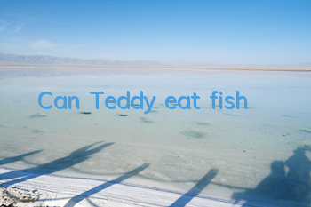 Can Teddy eat fish?