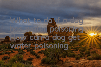 What to do if a dog has water poisoning How can a dog get water poisoning