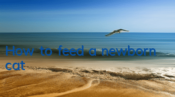 How to feed a newborn cat