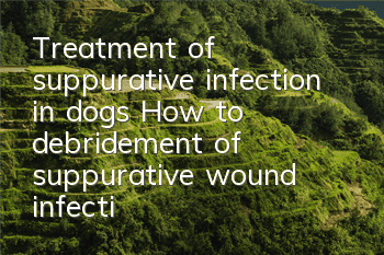 Treatment of suppurative infection in dogs How to debridement of suppurative wound infection