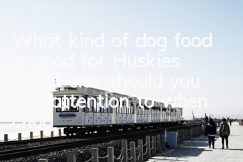 What kind of dog food is good for Huskies? What else should you pay attention to when choosing dog food?